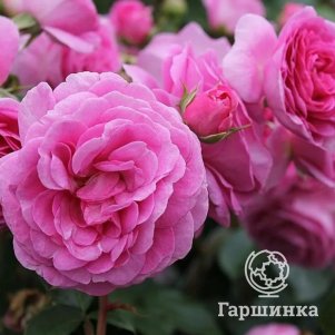 

Роза Озеана