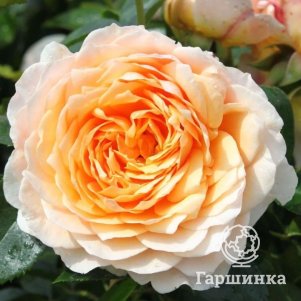 

Роза Джинджер Силлабаб