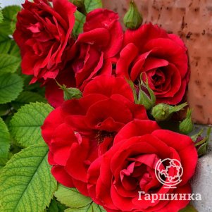 

Роза Портос