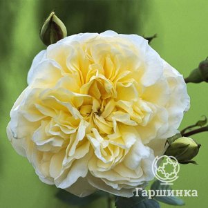 

Роза Перпертуалли Йорс
