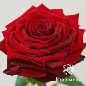 

Роза Супра