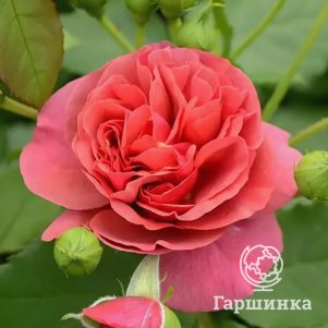

Роза Рита Де Труа Люк