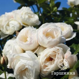 

Роза Ютерзенер Клостеррозе