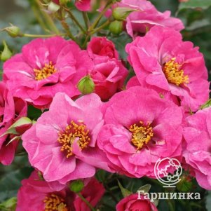 

Роза Ориента Джамиля шраб