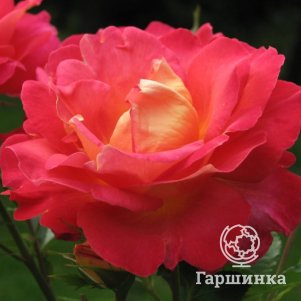 

Роза Арлекин Декор
