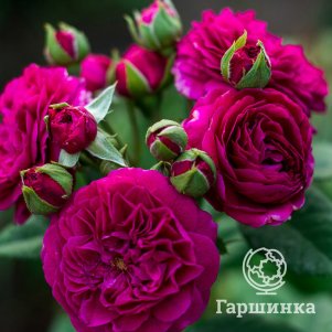 Роза Перпл Лодж