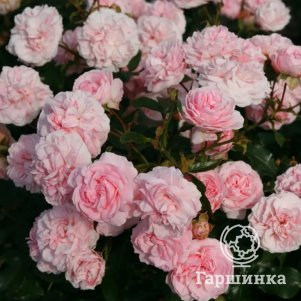 

Роза Лариса
