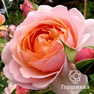 

Роза Элизабет Стюарт