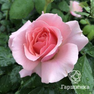 

Роза Фредерик Мистраль