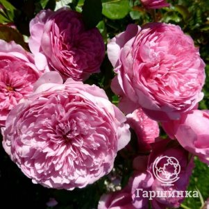 

Роза Шанталь Мерье