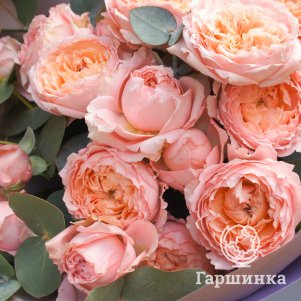

Роза Салманасар
