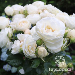 

Роза Артемис