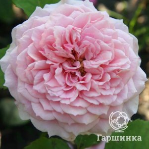 

Роза Уильям Кристи