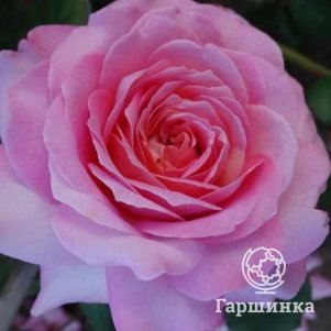 

Роза Ламартин Э Трессерв