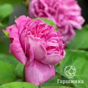 

Роза Анри Ле Сиданэ