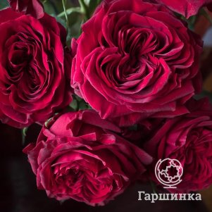 

Роза Майра Ред