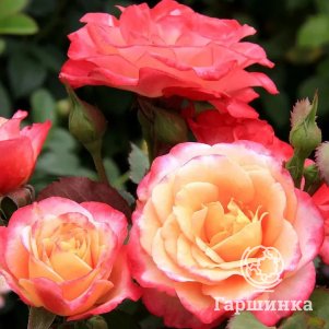 

Роза Марсель Ан Флерс