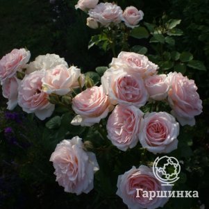 

Роза Клер Ренессанс