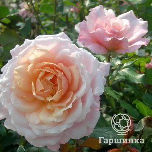 

Роза Шато де Вамаркус