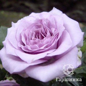 

Роза Сандра Ренессанс