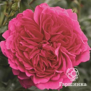 

Роза Соул