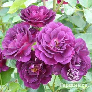 

Роза Миднайт Блю