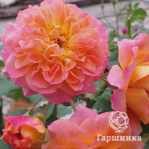 

Роза Пур лАмур дАн Шато
