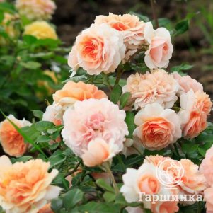 

Роза Ксавьер Де Фрэссинэт