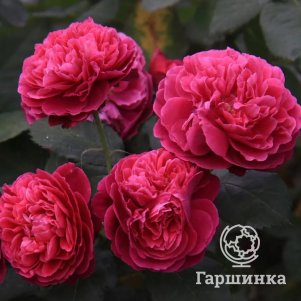

Роза Бисантенэр Де Гийо