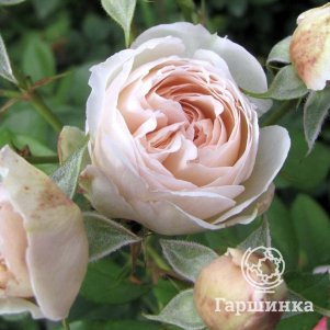 

Роза Шанталь Томас