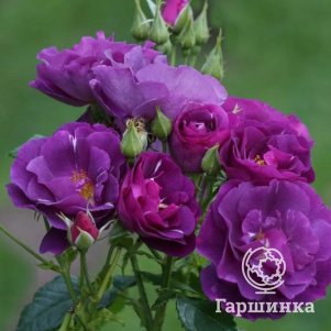 

Роза Рапсоди ин Блю