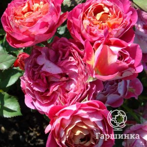 Роза Сантенер Де Лей-ле шраб