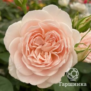

Роза Глиндебурн