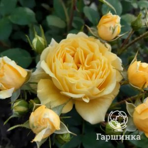 

Роза Анни Дюпрей