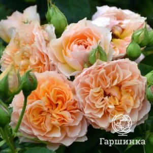 

Роза Фрауфраутанте
