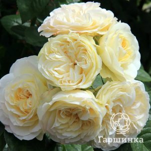 

Роза Винтер Лодж