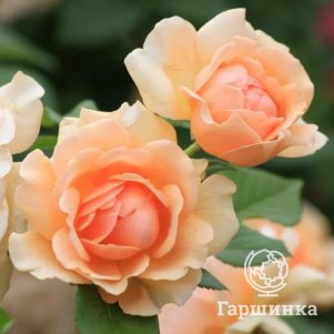 

Роза Николь Миулан