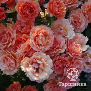 

Роза Седюксьен Пикяр