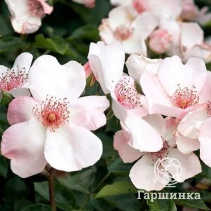 

Роза Астрономия