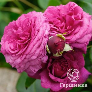 

Роза Каффи Фассет