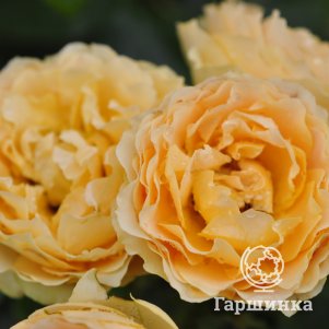 

Роза Генриетта Барнет