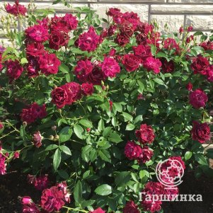 

Роза Бургунди Айс