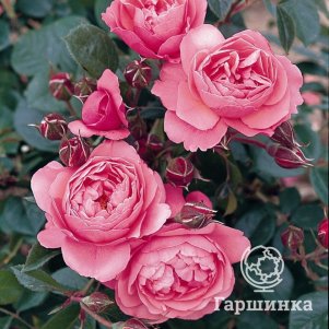 

Роза Раймон Бланк