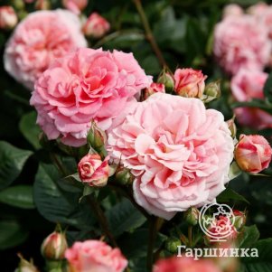 

Роза Амаретто