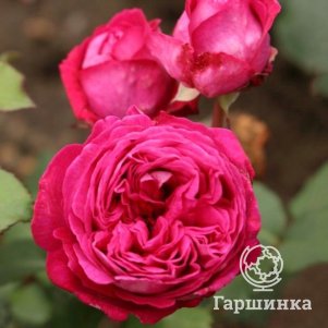 

Роза Фрайфрау Каролина