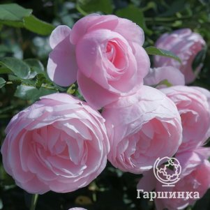 

Роза Ханс Геневайн