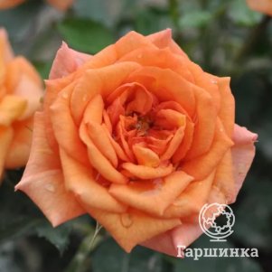 

Роза Бенхаймер Голд
