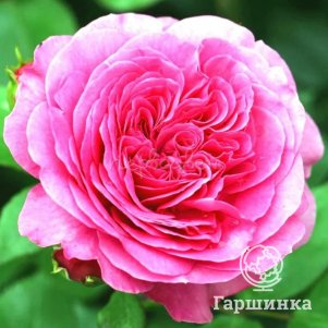 

Роза Баронесса