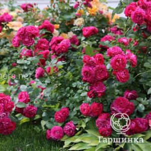

Роза Домен Де Сен Жан Де Боргар