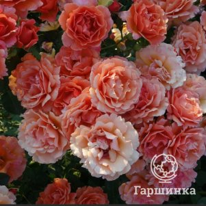 

Роза Изи Даз Ит